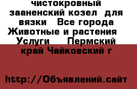 чистокровный зааненский козел  для вязки - Все города Животные и растения » Услуги   . Пермский край,Чайковский г.